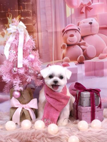 20241228マルちゃん